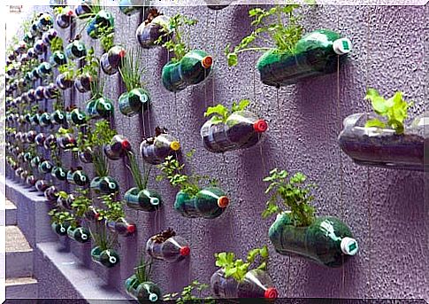 Recycling plastic bottles in a special garden