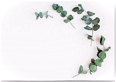 Eucalyptus leaves on the list of natural remedies that strengthen the lungs