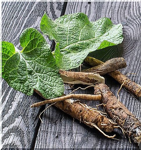 Licorice root on the list of natural remedies that strengthen the lungs