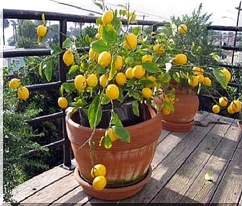 These potted fruit trees will beautify your home