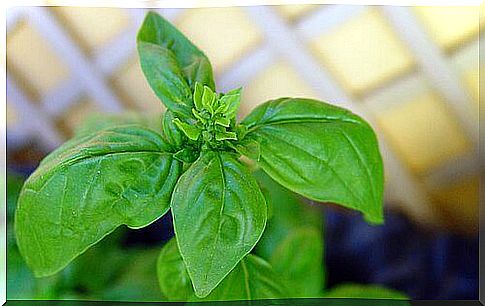 Basil can help you remove warts