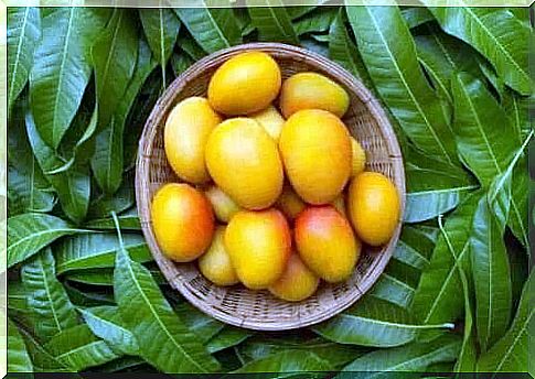 6 benefits of mango leaves