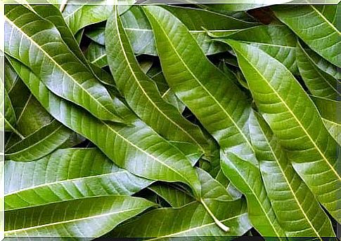 Health benefits of mango leaves