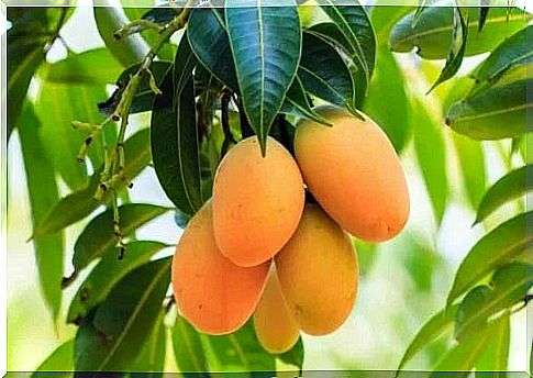 Mango fruit in the tree