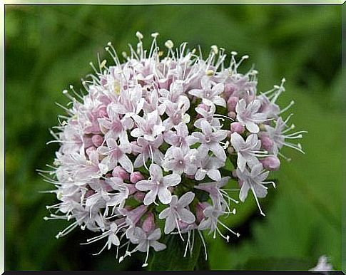 Valerian flowers drive away anxiety