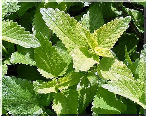 Mint can relieve anxiety