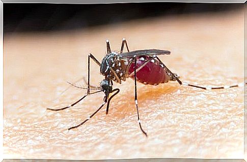 Get rid of mosquitoes with 4 unusual tricks