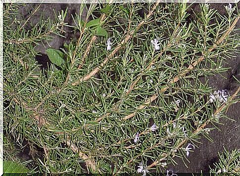 Rosemary used for ticks