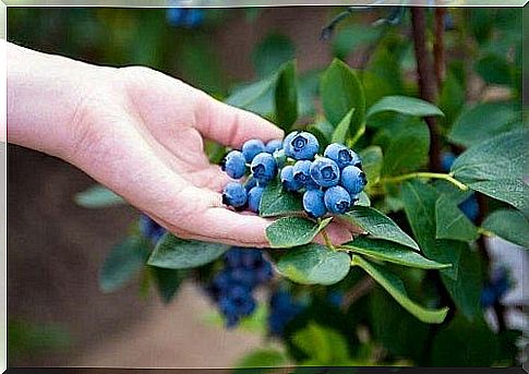 Growing blueberries at home