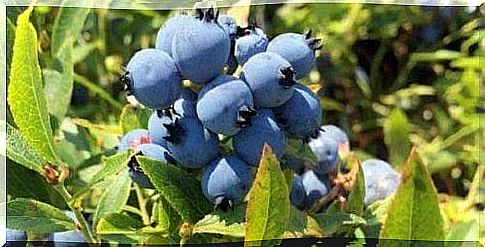 Growing blueberries at home in the garden