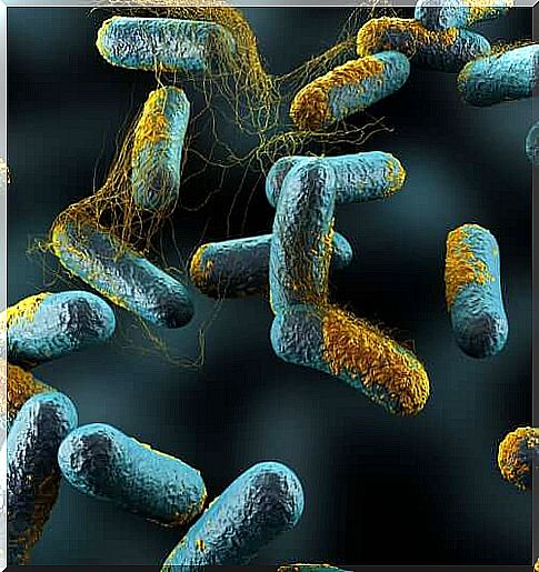 Bacteria due to which honey should not be included in the diet of babies