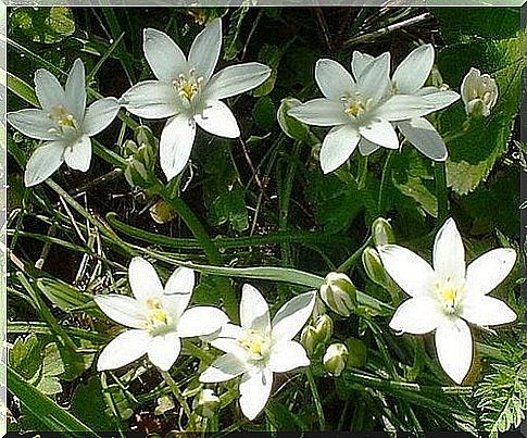 White flowers