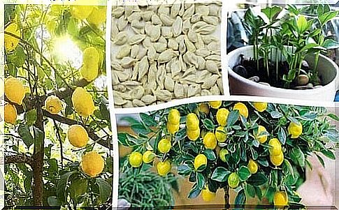 How to grow a lemon from seed in 10 steps