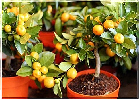 It's really easy to grow a lemon in a pot