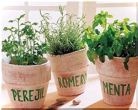 How to grow fresh herbs at the window