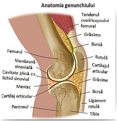 Knee anatomy