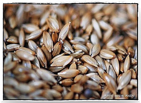 Millet seeds as food