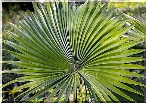 What is and what are the benefits of the saw palmetto plant?